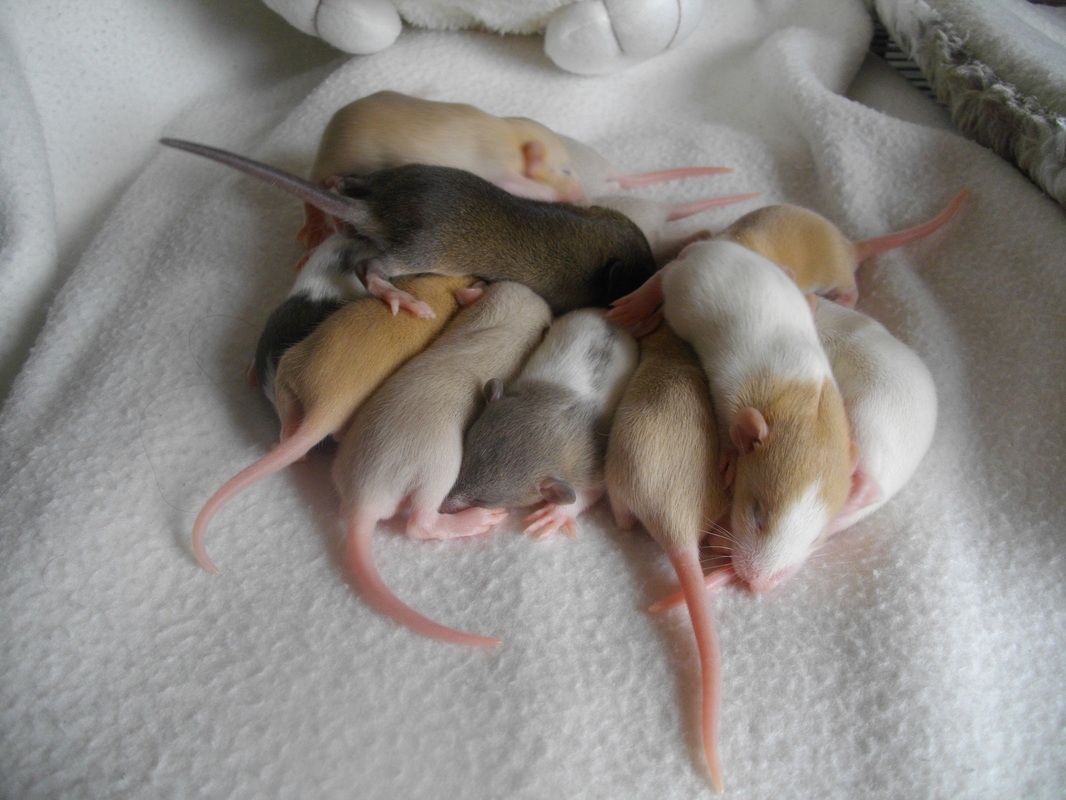 Cages et matériels - Élevage amateur de rat domestique - DMR