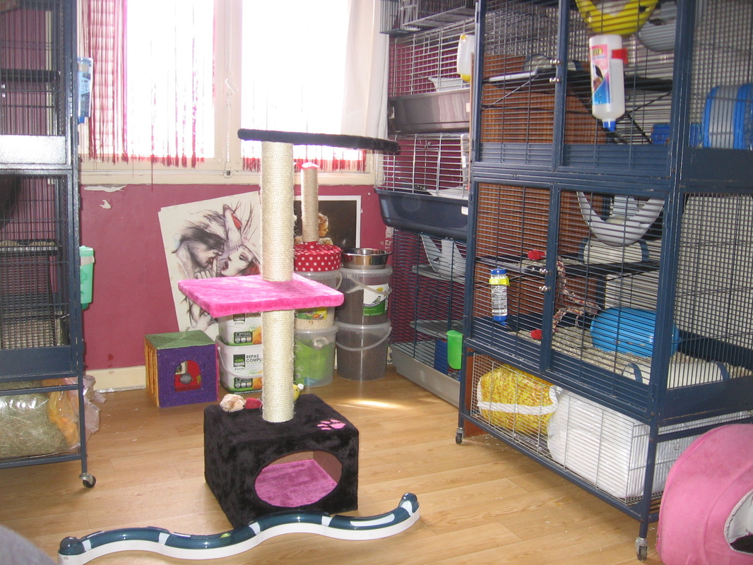 Cages et matériels - Élevage amateur de rat domestique - DMR